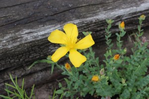 Hypericum olympicum (3) (1200 x 800)